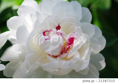 白い芍薬 21387315