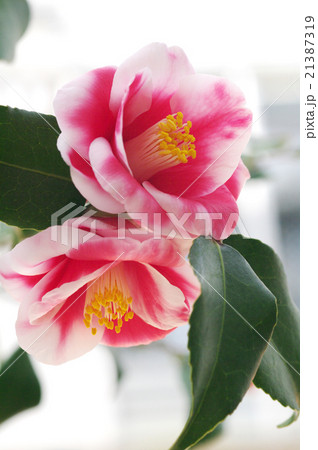 ツバキ　玉すだれ 21387319