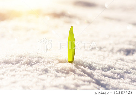 Sprout of green grass 21387428