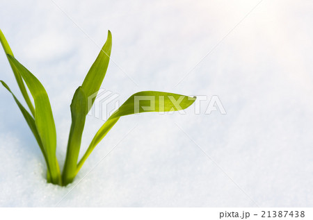 Sprout of green grass 21387438