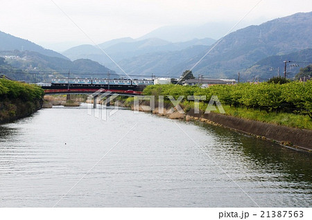 河津川の桜 河津川の桜 21387563