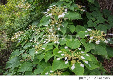 イワガラミ2 イワガラミ2 21387565