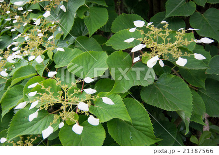 イワガラミ3 イワガラミ3 21387566