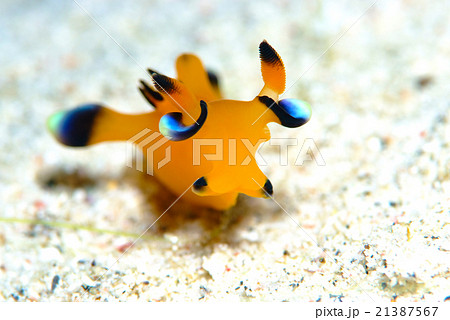 ウミウシ 21387567