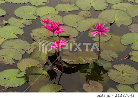 red lotus in the lagoon 21387643