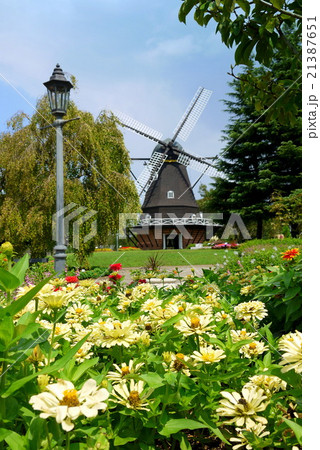 ふなばしアンデルセン公園のジニアと風車（9月）千葉県船橋市 21387651