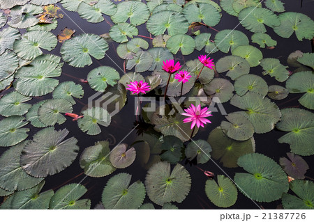 red lotus in the lagoon red lotus in the lagoon 21387726