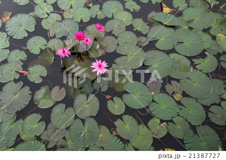 red lotus in the lagoon 21387727