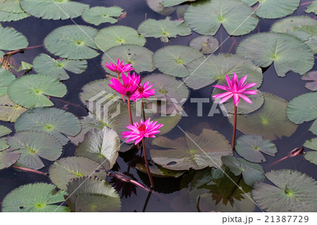 red lotus in the lagoon 21387729