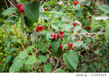 チシマヒョウタンボク 21387924