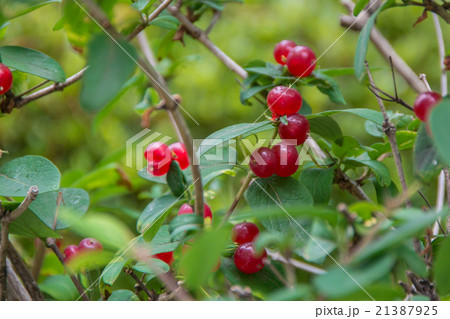 チシマヒョウタンボクの実 21387925