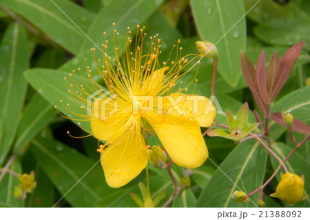 ビヨウヤナギの花 ビヨウヤナギの花 21388092