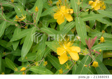 ビヨウヤナギ ビヨウヤナギ 21388093