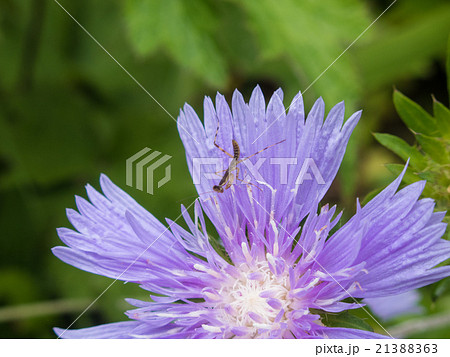 ストケシアの花とカマキリ 21388363