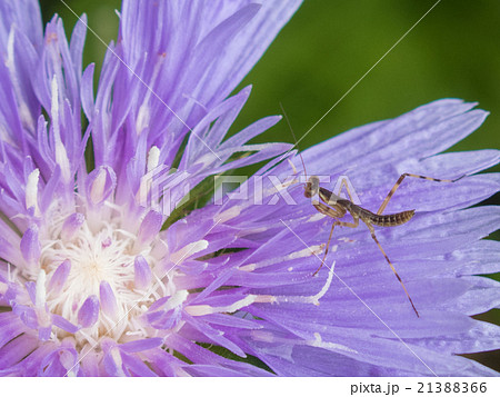 ストケシアの花とカマキリの子ども 21388366