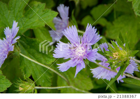 ストケシア 21388367