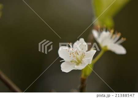すももの花の接写 21388547