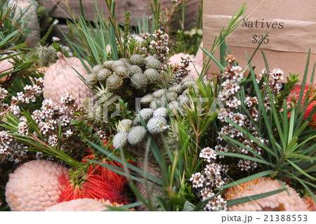 南半球の花、プロテアを使った花束 南半球の花、プロテアを使った花束 21388553