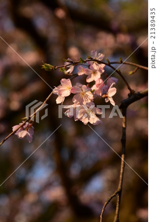 はるのはなび 21389435