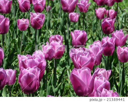 紫のチューリップ 紫のチューリップ 21389441