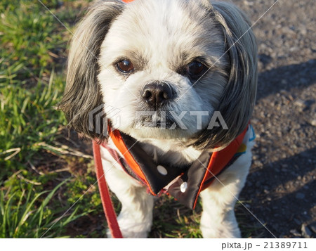 コロ コロ 21389711