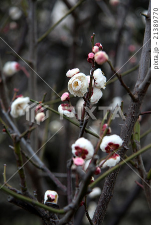 梅の花・華農玉蝶 21389770