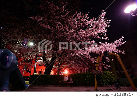 かむろ坂　公園の夜桜 21389817