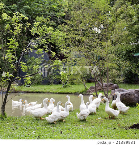 A flock of ducks and geese in a park 21389931