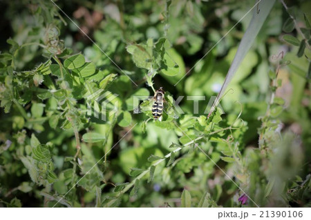 フタホシヒラタアブ０３ 21390106