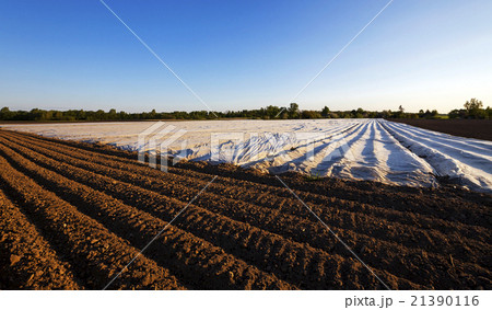 agriculture   21390116