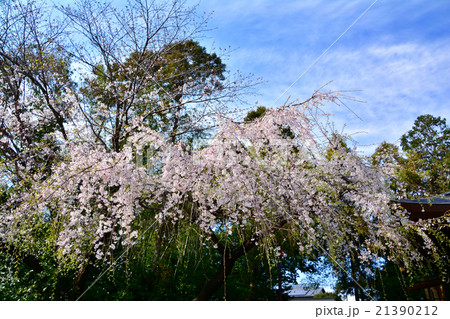 健軍神社　桜 21390212