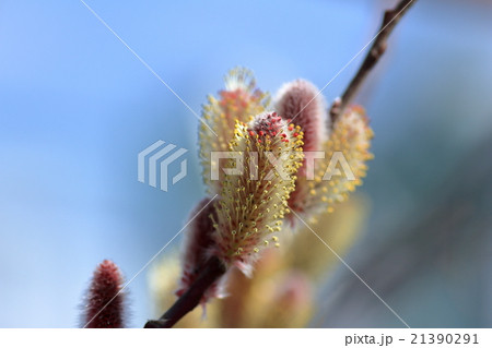 ねこやなぎ ねこやなぎ 21390291