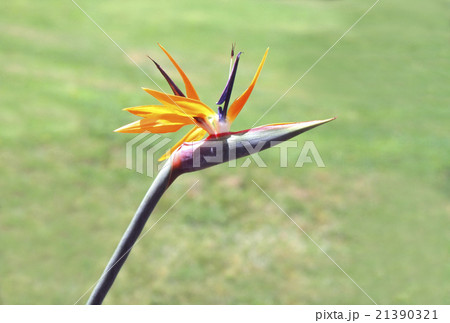 極楽鳥花 21390321