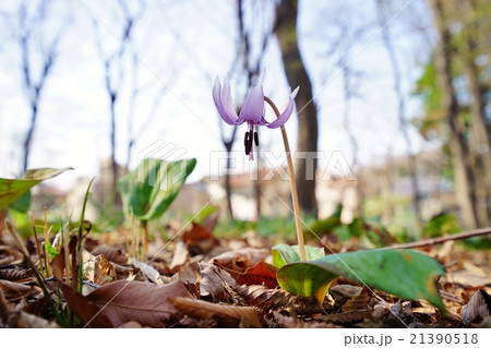 カタクリ 21390518