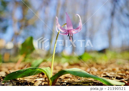 カタクリ カタクリ 21390521