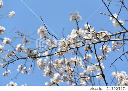 桜 21390547