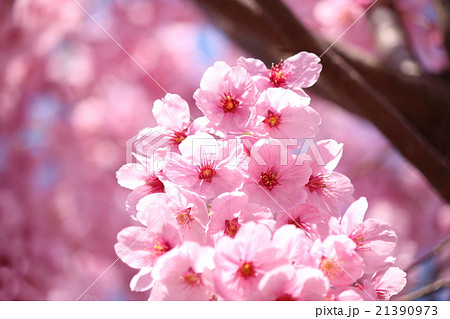 さくら(陽光桜) さくら(陽光桜) 21390973