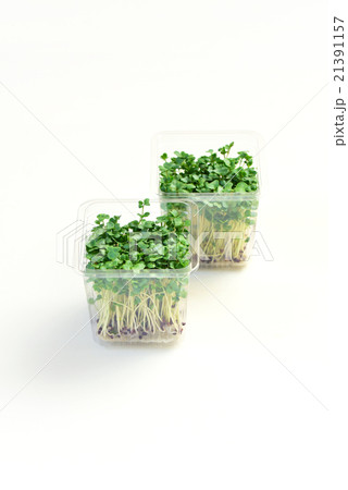 ブロッコリースプラウト 21391157