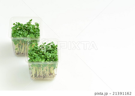 ブロッコリースプラウト 21391162
