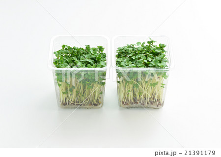 ブロッコリースプラウト 21391179