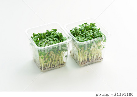 ブロッコリースプラウト 21391180
