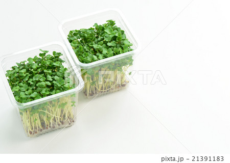 ブロッコリースプラウト 21391183