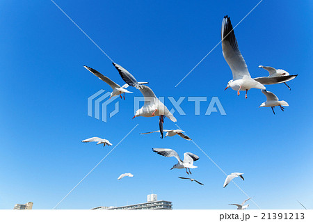 青空にユリカモメの群れ 21391213