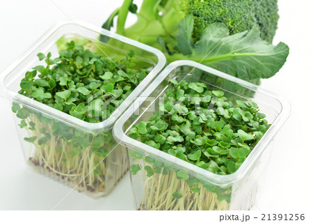 ブロッコリースプラウト 21391256