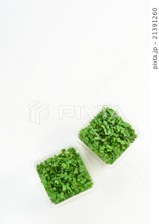 ブロッコリースプラウト 21391260