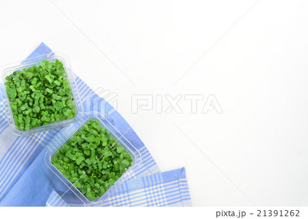 ブロッコリースプラウト 21391262