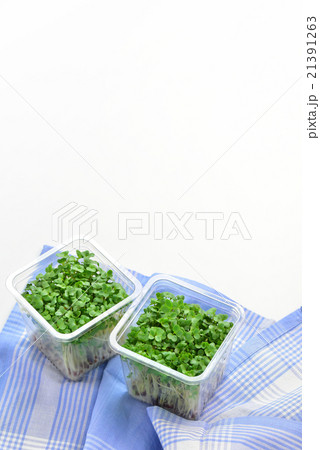 ブロッコリースプラウト 21391263
