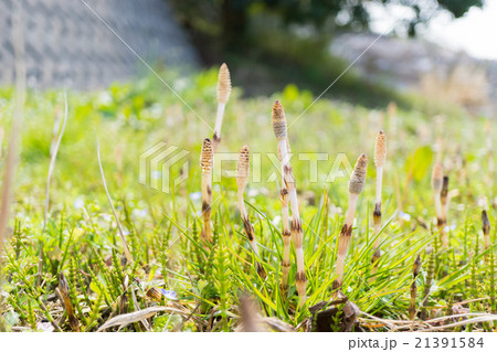 つくし つくし 21391584