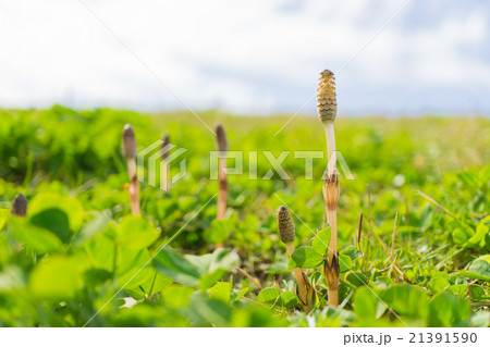 つくし つくし 21391590