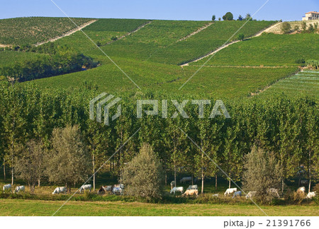 Cows and vineyards in Piedmont, Italy. 21391766